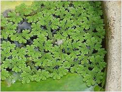 Azolla fausse filicule