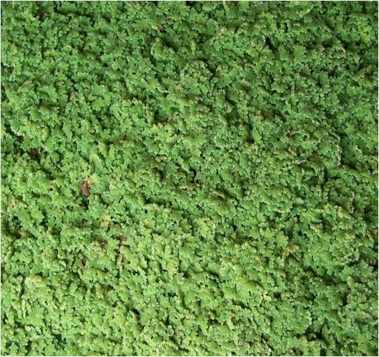 Azolla fausse filicule