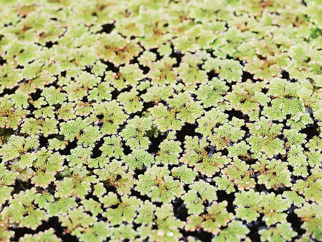 Azolla fausse filicule