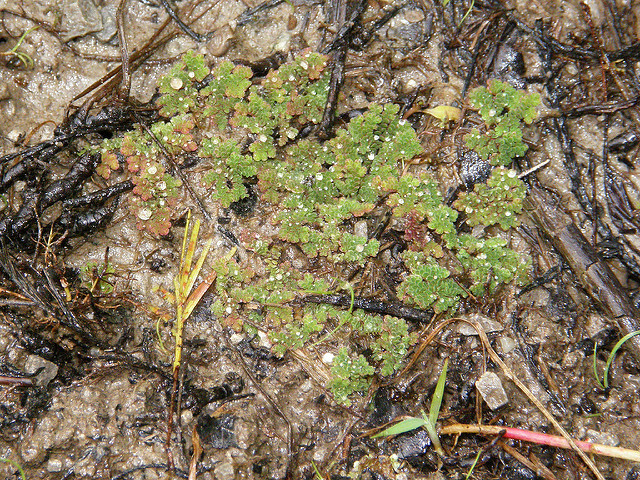 Azolla fausse filicule (Azolla caroliniana)