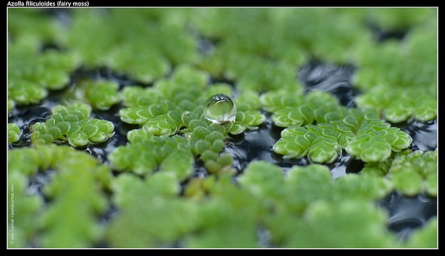 Azolla fausse filicule