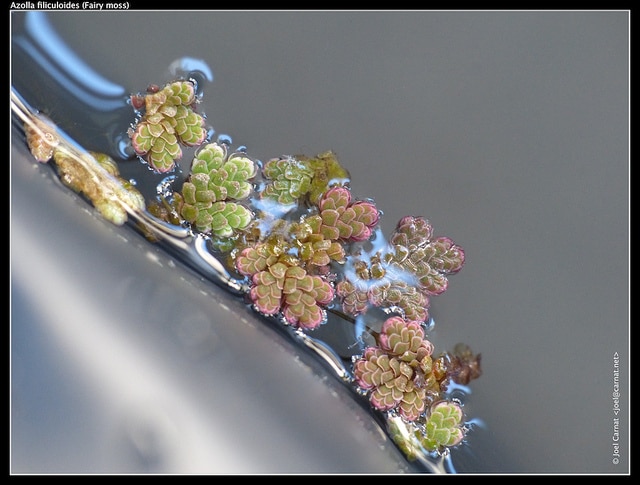 Azolla fausse filicule