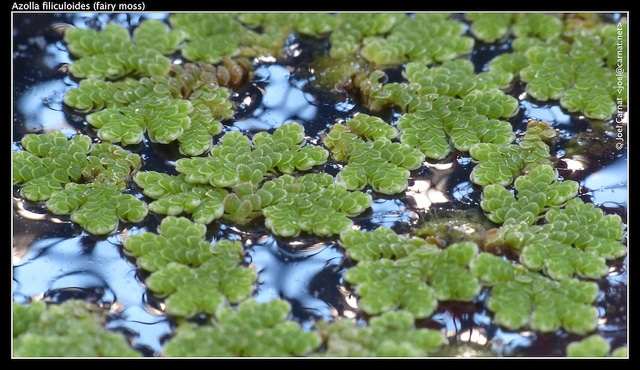 Azolla fausse filicule