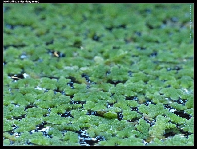 Azolla fausse filicule