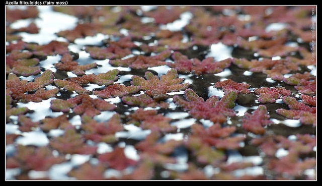Azolla fausse filicule