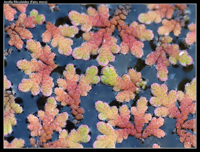 Azolla fausse filicule (Azolla filiculoides)