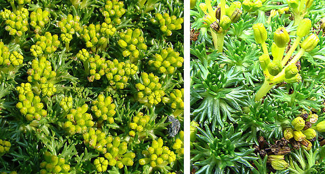 Azorelle (Azorella trifurcata)