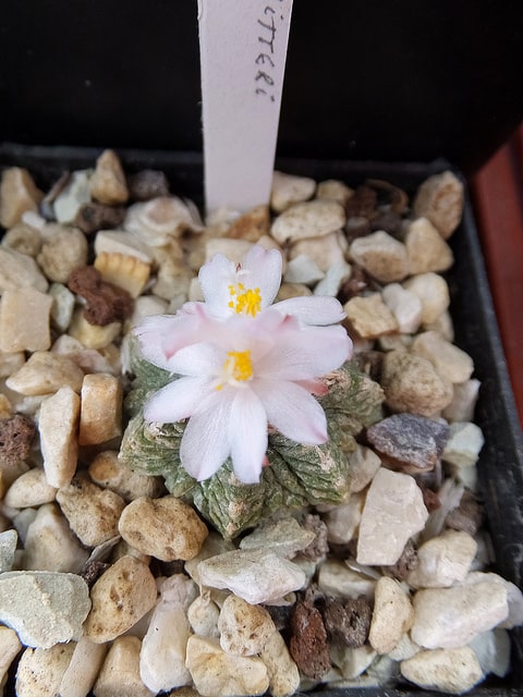 Aztekium ritteri