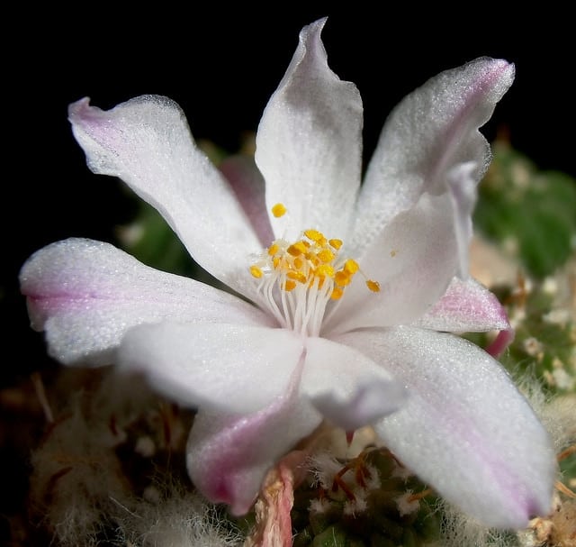 Aztekium ritteri