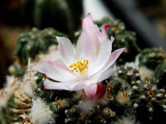 Aztekium ritteri