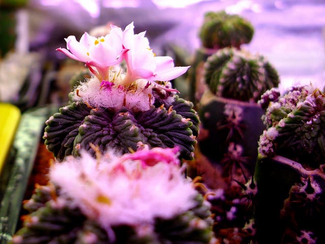 Aztekium ritteri