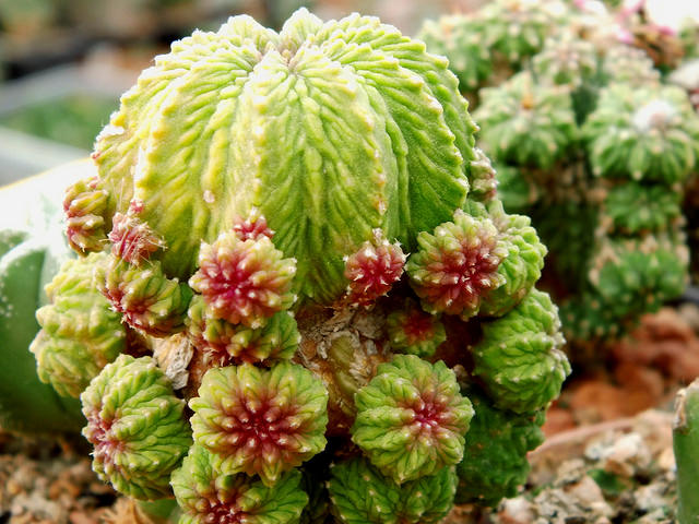 Aztekium ritteri