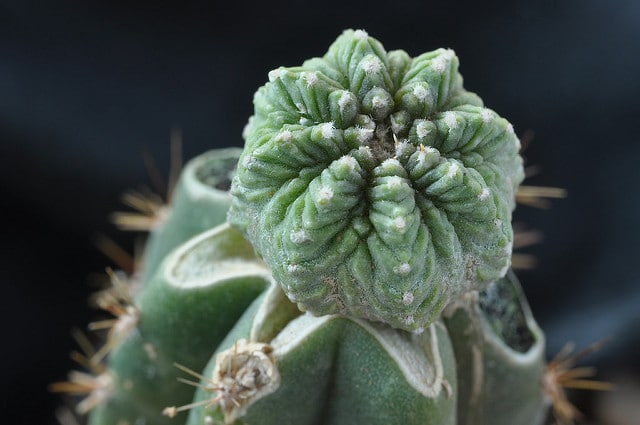 Aztekium ritteri (Aztekium ritteri)
