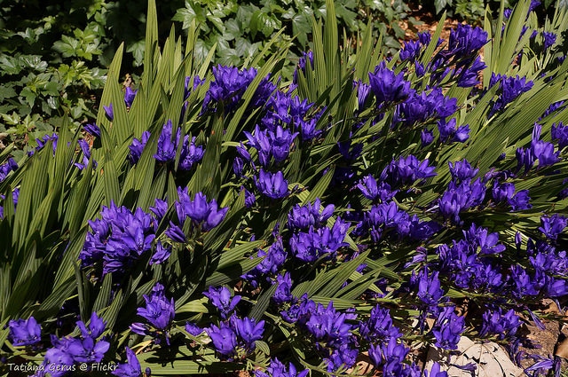 Babiana angustifolia (Babiana angustifolia)