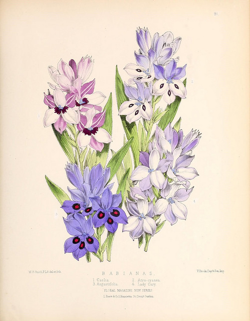 Babiana angustifolia