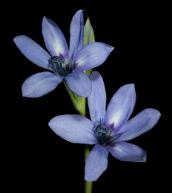 Babiana angustifolia