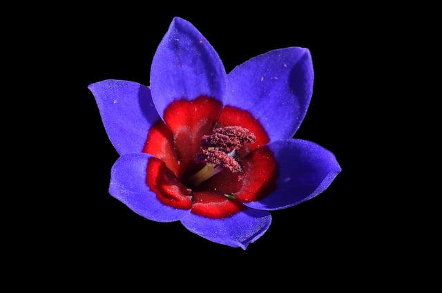 Babiana rubrocyanea
