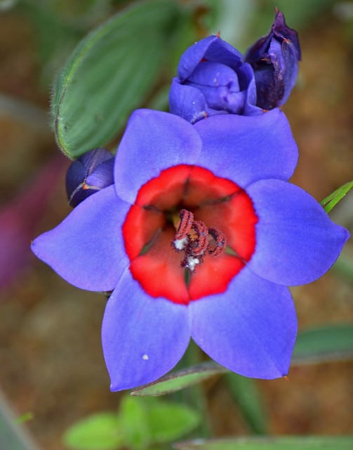 Babiana rubrocyanea