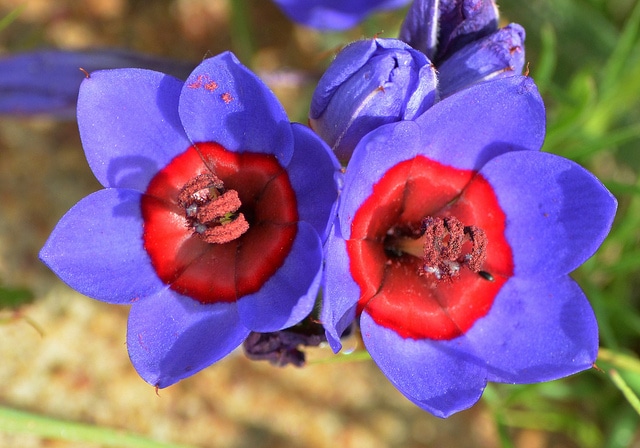 Babiana rubrocyanea (Babiana rubrocyanea)