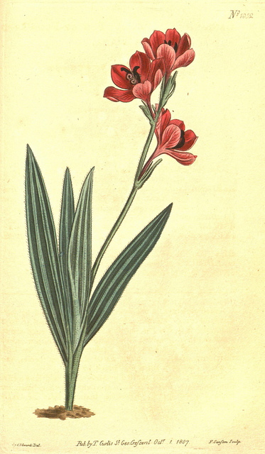 Racine de babouin
