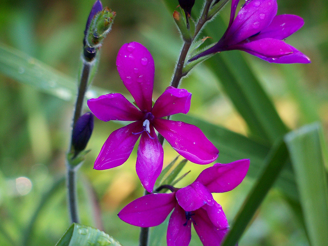 Racine de babouin (Babiana stricta)