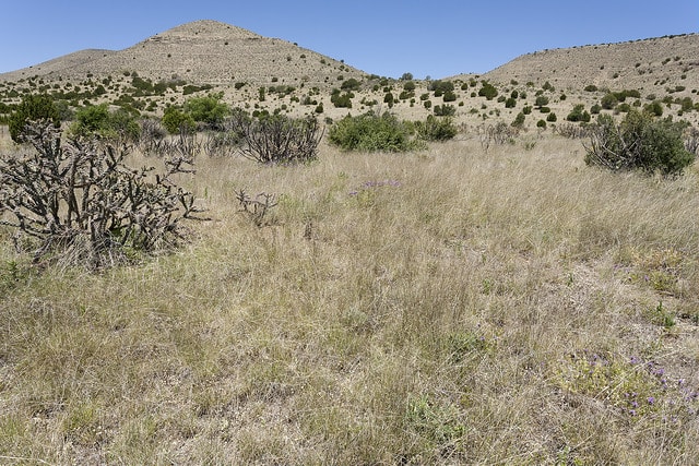 Baccharis angustifolia