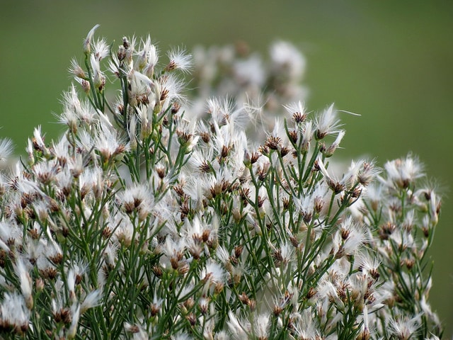 Baccharis angustifolia