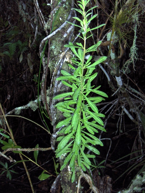 Baccharis angustifolia