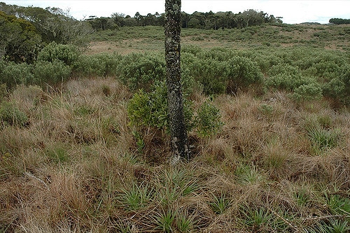Baccharis angustifolia