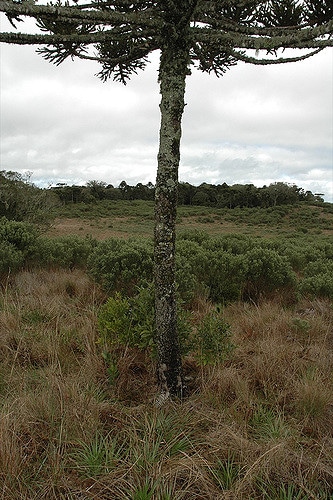 Baccharis angustifolia