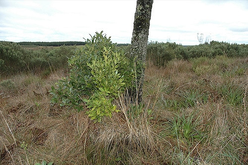 Baccharis angustifolia