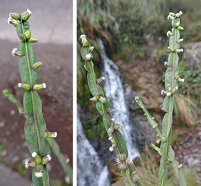 Baccharis genistelloides