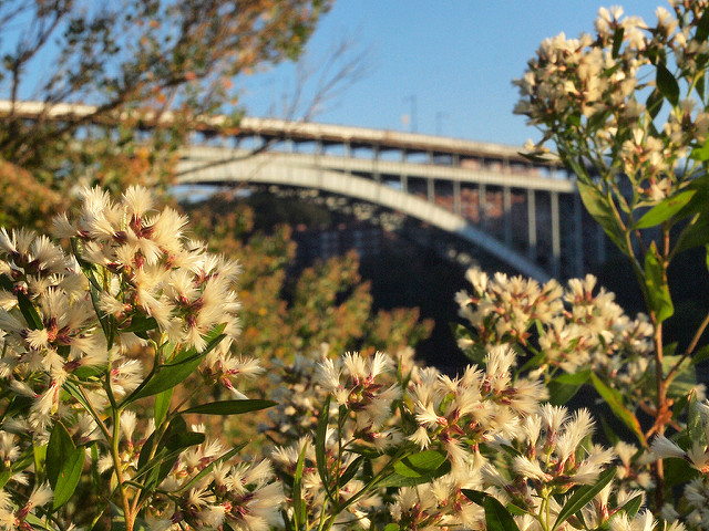 Séneçon en arbre (Baccharis halimifolia)