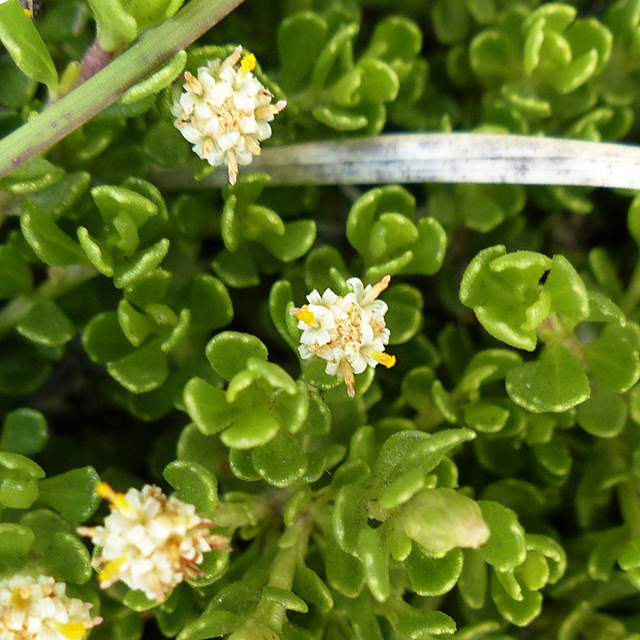 Baccharis patagonica