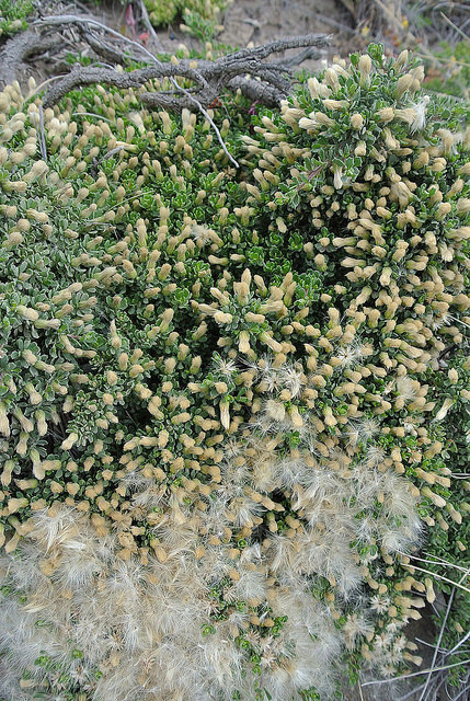 Baccharis patagonica
