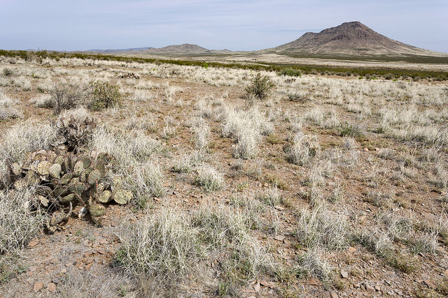 Baccharis patagonica