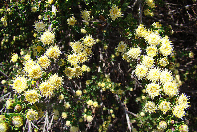 Baccharis patagonica