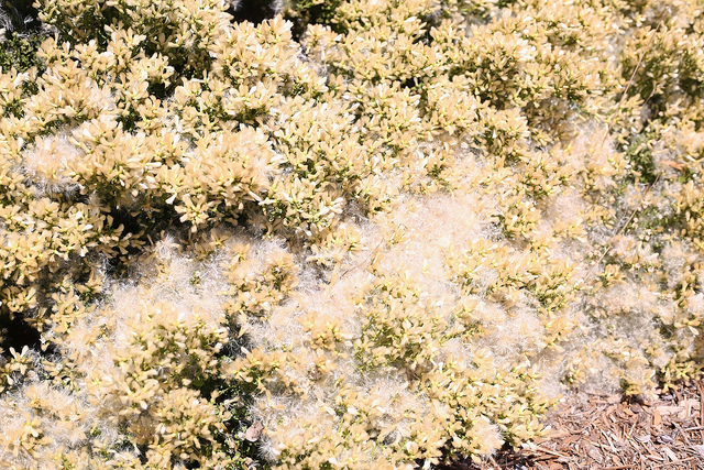 Baccharis pilularis