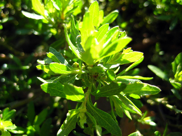 Baccharis pilularis
