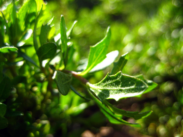 Baccharis pilularis