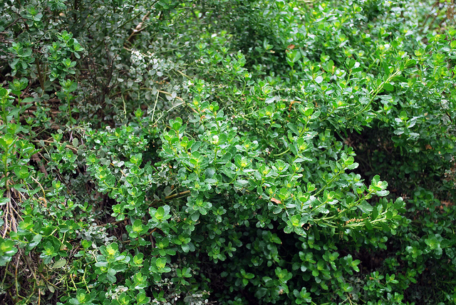 Baccharis pilularis