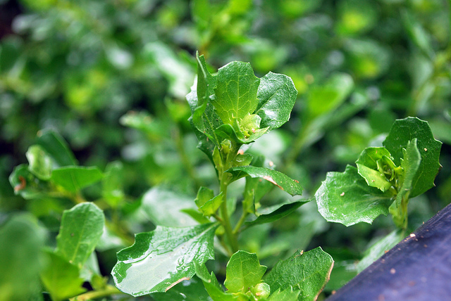 Baccharis pilularis