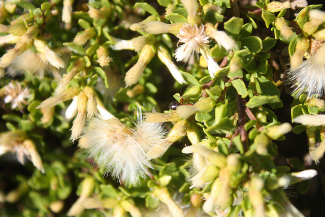 Baccharis pilularis