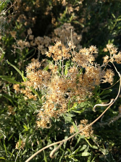 Baccharis sarothroides