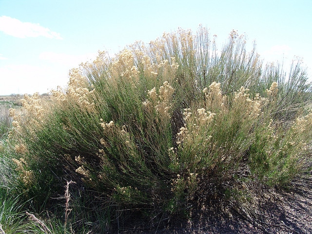 Baccharis sarothroides