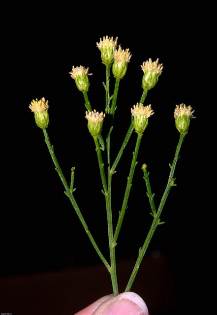 Baccharis sarothroides