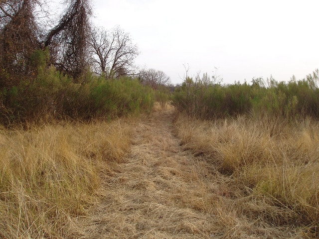 Baccharis texana