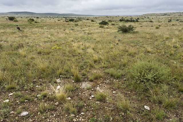 Baccharis texana