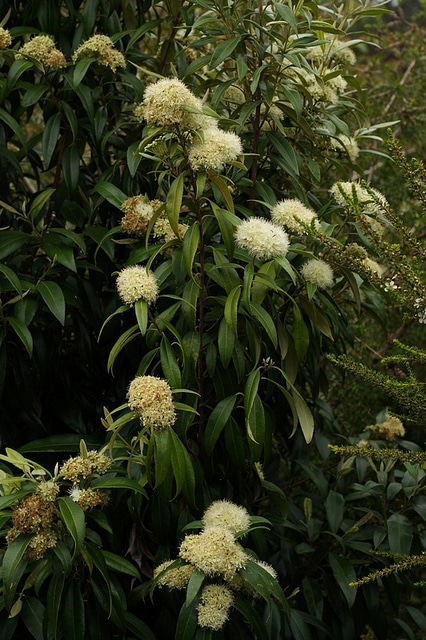 Myrte citronné