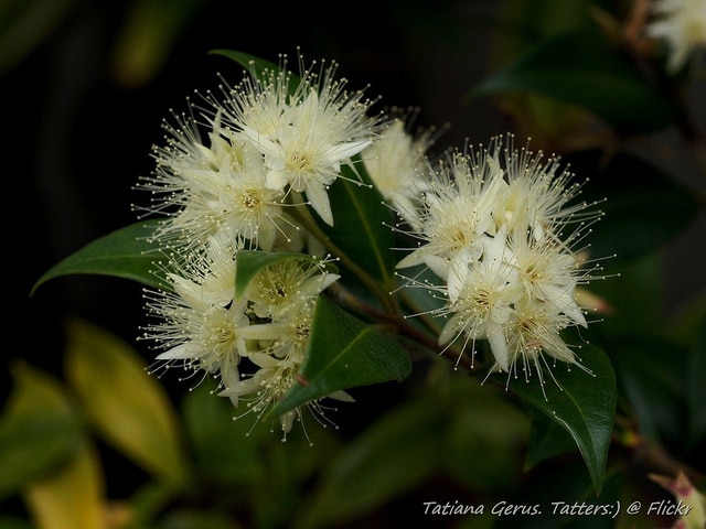 Backhousia myrtifolia